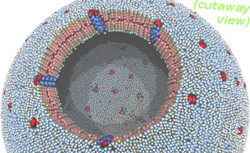 vesicle with proteins