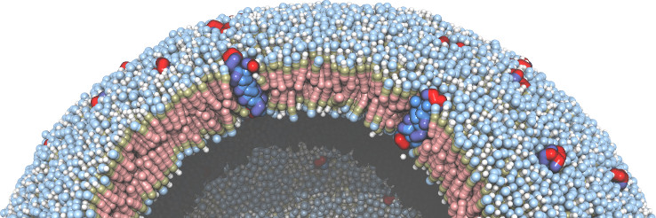 multicomponent vesicle